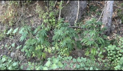 Полицаи откриха наркоферма във вила край Сопот (СНИМКИ)