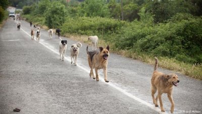 Глутници бездомни кучета атакуват Перник