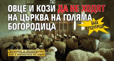 БАБХ предупреди: Овце и кози да не ходят на църква на Голяма Богородица 