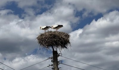 Токов удар уби щъркели в Габрово