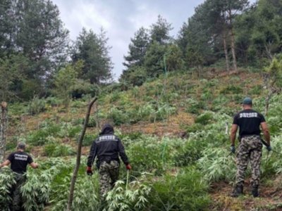 Гранични полицаи унищожиха над 3 тона канабис в планините Пирин и Огражден