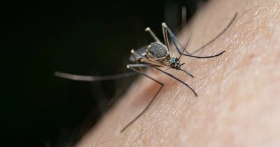 Напаст: 20 август е световен ден на комара