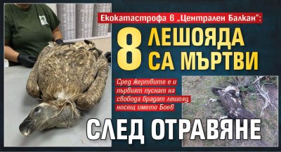 Екокатастрофа в &bdquo;Централен Балкан&ldquo;: 8 лешояда са мъртви след отравяне
