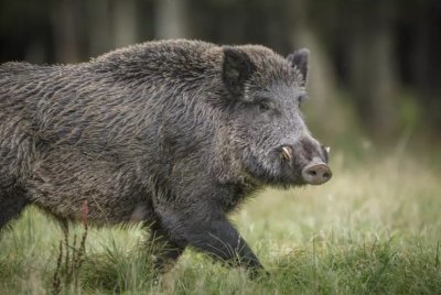 Диво прасе предизвика катастрофа, затвори пътя между "Крайморие" и с. Маринка 