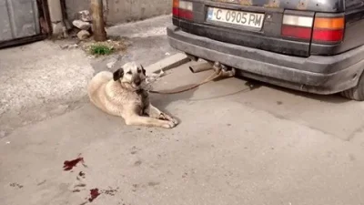 Изверг завърза куче за колата си и го влачи пред погледа на невръстното му дете в Ябланица