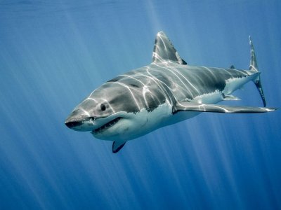 Според учените Черно море скоро ще е дом за акули 