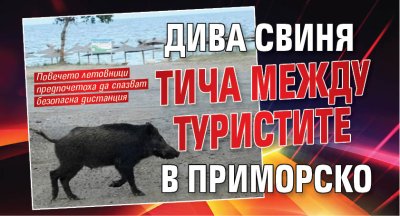 Дива свиня тича между туристите в Приморско