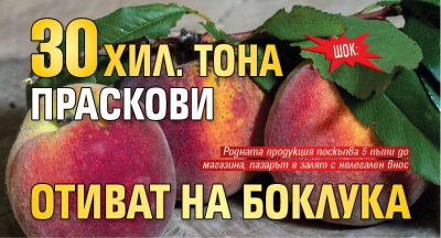 ШОК: 30 хил. тона праскови отиват на боклука