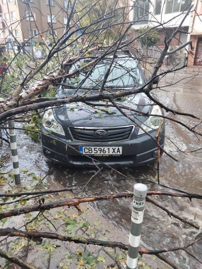 Дърво се стовари върху кола до румънското посолство
