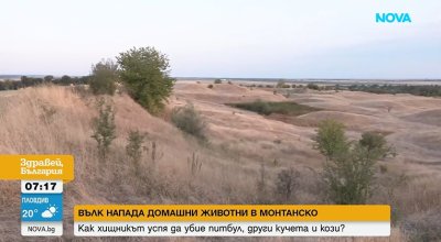 Вълк вилнее из Монтанските села