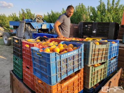 Отчаяни производители на праскови са на ръба, излизат на протест 