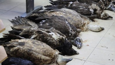36-годишен мъж е задържан за отравянето на лешоядите 