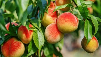 Производителите на праскови отчаяни, търсят помощ от сливенския кмет 