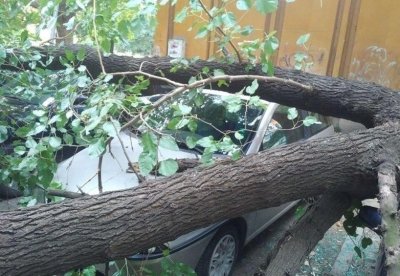 Дърво затисна жена в кола