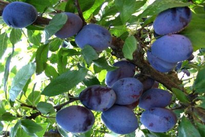 България остава без череши и сливи заради Черната златка