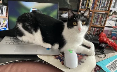 Защо котката ляга върху лаптопа, точно когато работим?