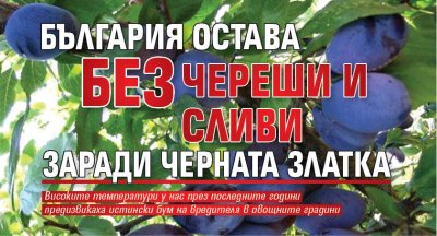 България остава без череши и сливи заради Черната златка