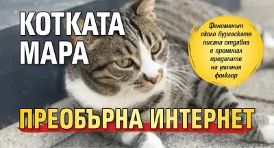 Котката Мара преобърна интернет