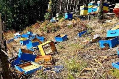 Мечка опустоши пчелни кошери и изяде 150 кг мед в Асеновградско