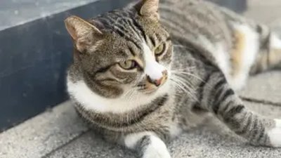 Котката Мара преобърна интернет