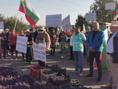И българското вино под ножа: Лозарите излизат на протест, никой не иска да им купи гроздето 
