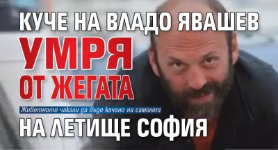Куче на Владо Явашев умря от жегата на летище София