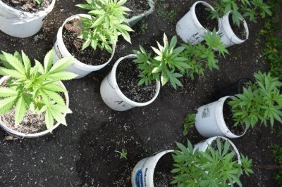 Полицията в Петрич откри и унищожи близо 177 килограма канабис