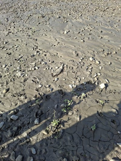 Граждани алармират за мъртва риба във водите на Струма