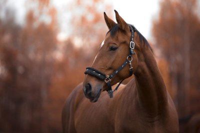 Наивник стана жертва на измама: Продаде кобила, получи фалшиви пари
