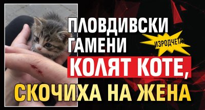 ИЗРОДЧЕТА: Пловдивски гамени колят коте, скочиха на жена