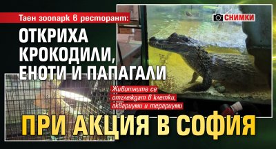 Таен зоопарк в ресторант: Откриха крокодили, еноти и папагали при акция в София (СНИМКИ)