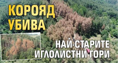 Корояд убива най-старите иглолистни гори 