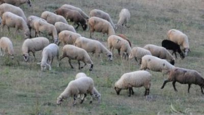 България и още 3 страни искат нови ЕС правила за болестите по овцете 