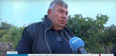 Заливат ни с вносно: Лозари излизат на протест, гроздето остава необрано 