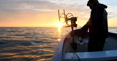 Лавракът и ципурата се срещат все по-често в Черно море
