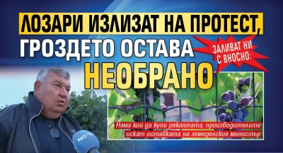 Заливат ни с вносно: Лозари излизат на протест, гроздето остава необрано 