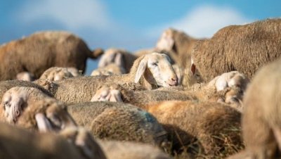 Плъзна шарка по овцете и козите в Хасковско