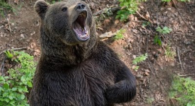 Поставят капани за мечки в Девинско