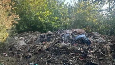 Нелегална кланица за коне край Сливен: Хванаха мъж с 200 кг месо и трупни отпадъци