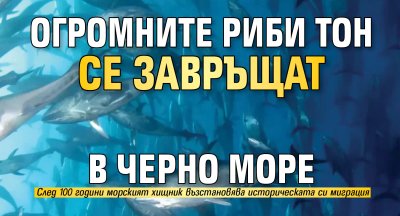 Огромните риби тон се завръщат в Черно море