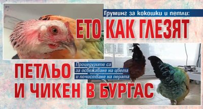 Груминг за кокошки и петли: Ето как глезят Петльо и Чикен в Бургас