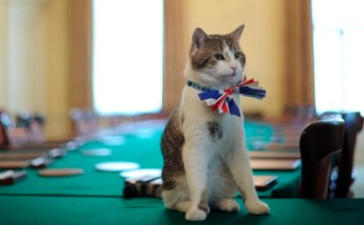 Британският премиерски котарак Лари е претърпял операция, но вече е добре