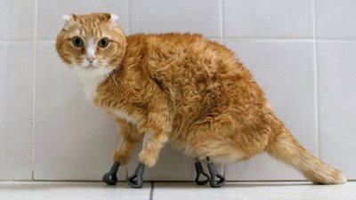 Котка в Сибир ходи с титаниеви лапи