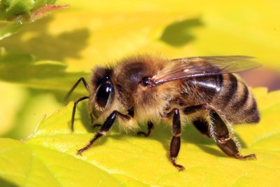 Пчелите също може да пострадат от Брекзит