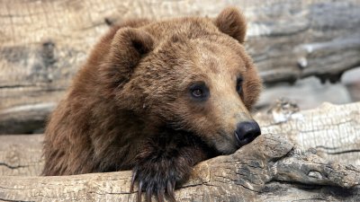 Уловиха и преместиха и втора мечка от района на село Гьоврен