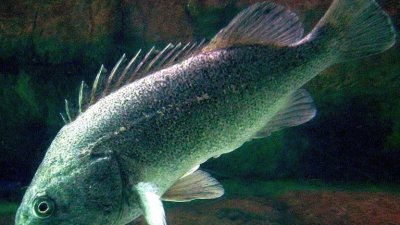 Опасна гад от Тихия океан се засели в Черно море