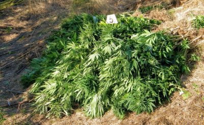 Спипаха мъж с голямо количество марихуана при спецакция в Пловдив