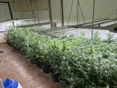 В Дупница разбиха оранжерия за канабис в дома на 44-годишен мъж