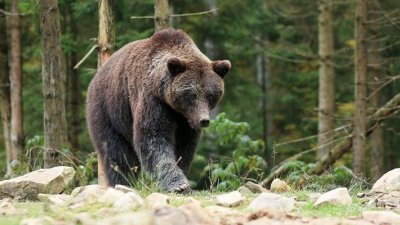 Мечка се разходи близо до Симеоновския лифт на Витоша 