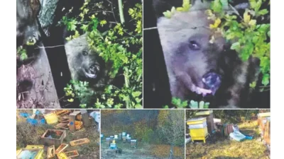 Мечки вилнеят край Мало Бучино
